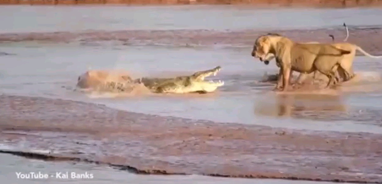 Turista filma ataque de três leões a um crocodilo