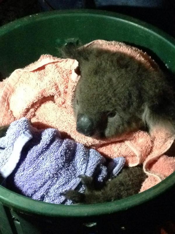 Mulher salva koala com respiração boca-a-boca