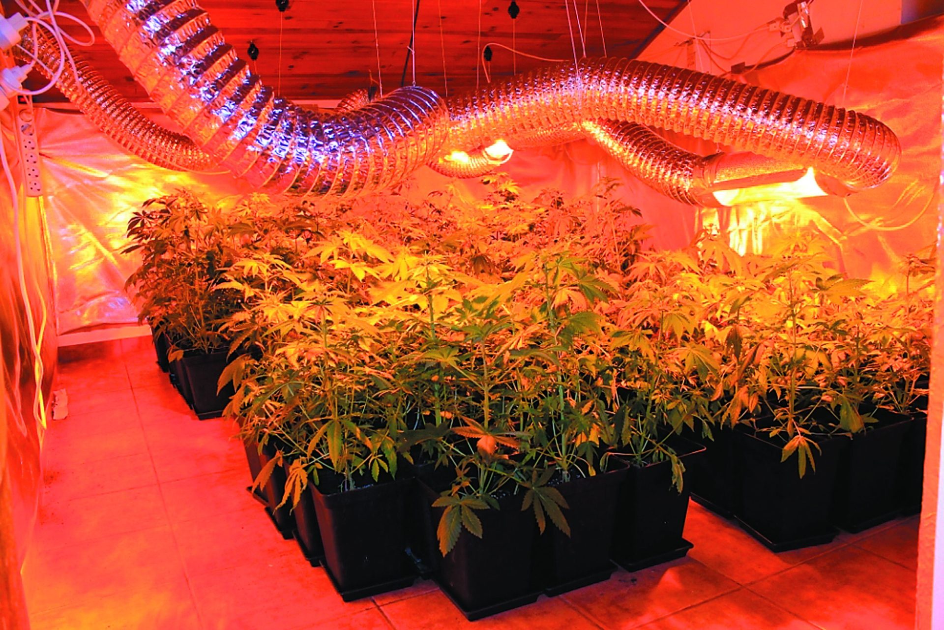 Cannabis  floresce dentro de casa