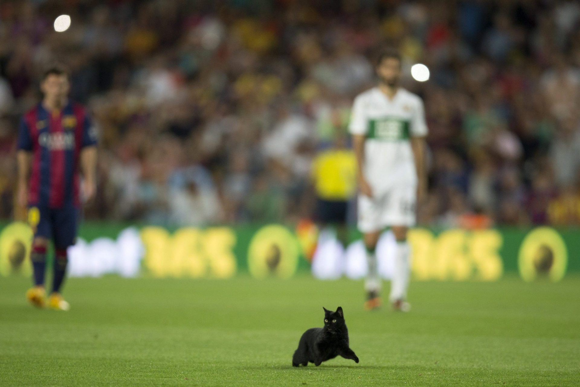 Gato preto deu sorte ao Barcelona