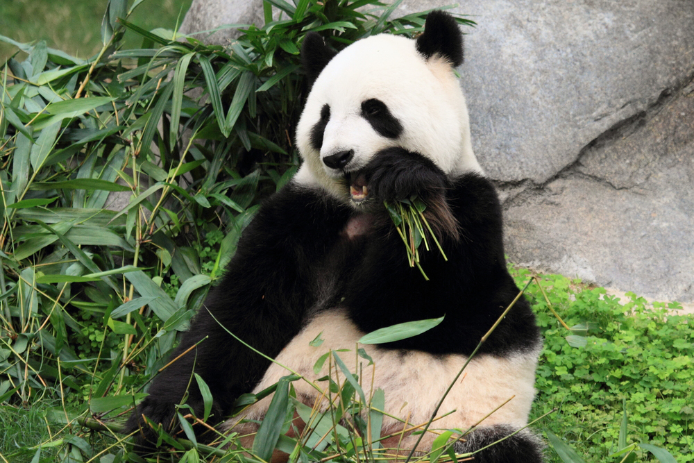 Panda finge gravidez para receber mais comida