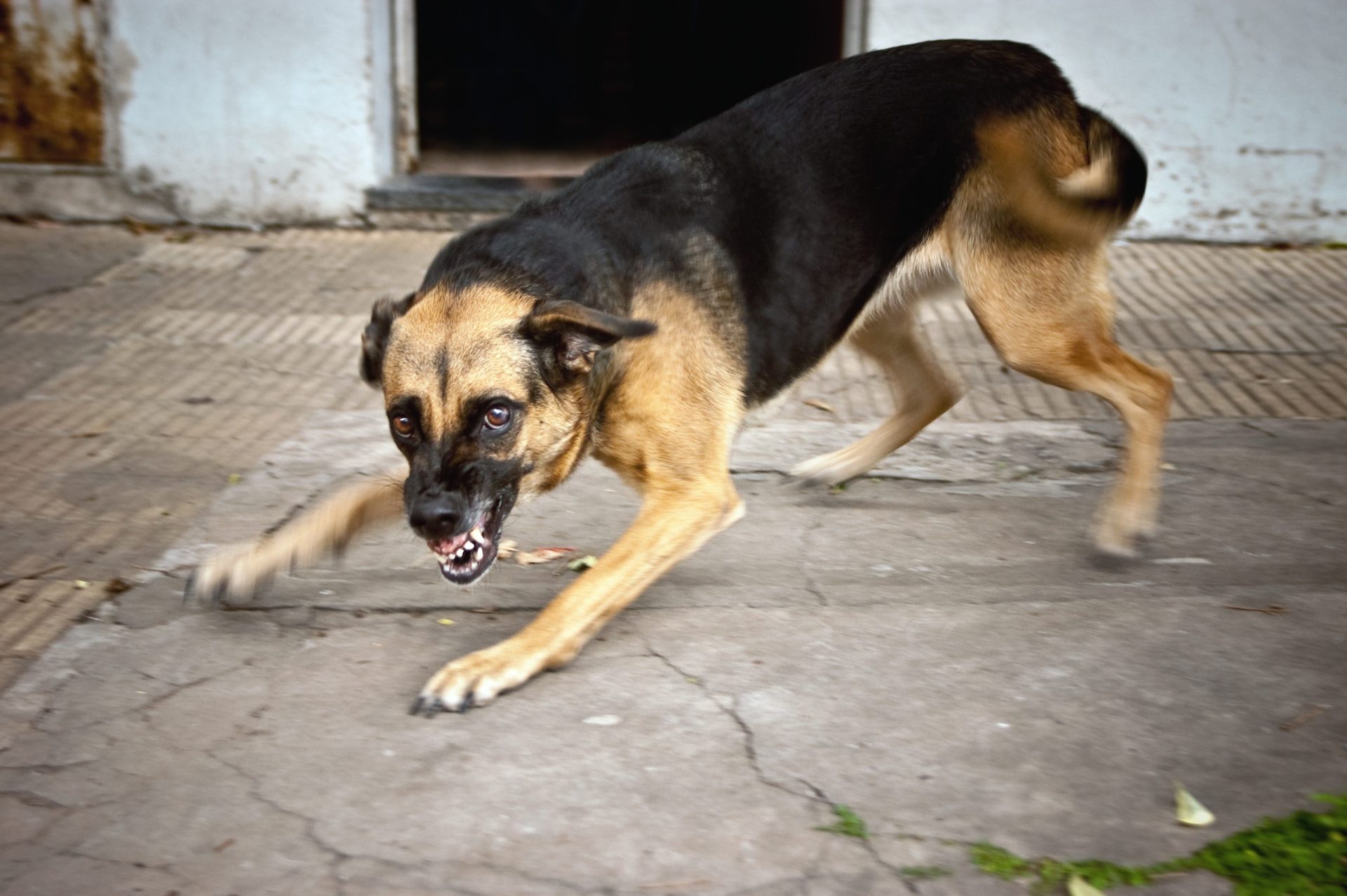 Portugal tem 20 mil cães perigosos ou potencialmente perigosos