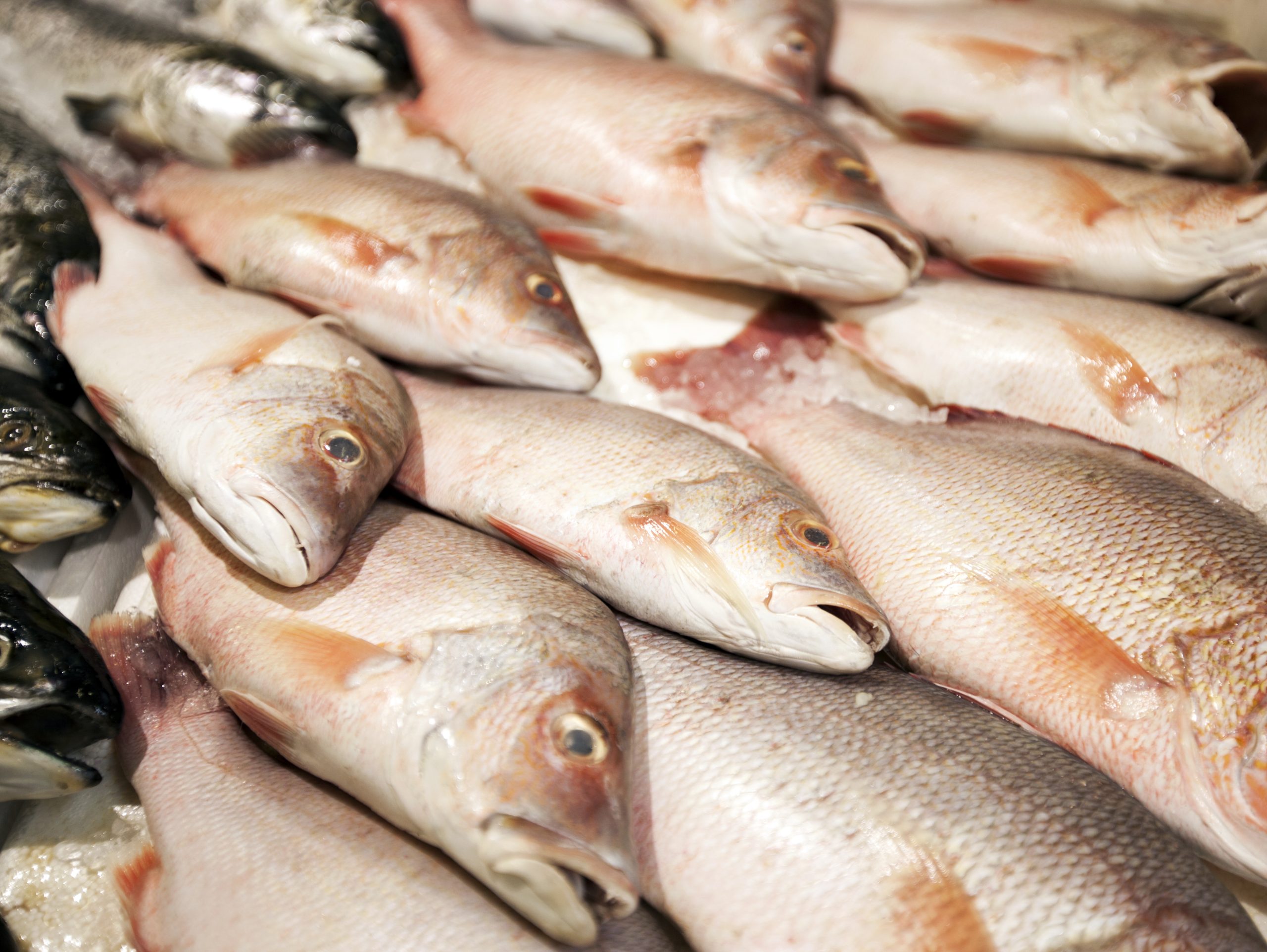 Exportações de conservas de peixe com receitas de mais de 218 milhões