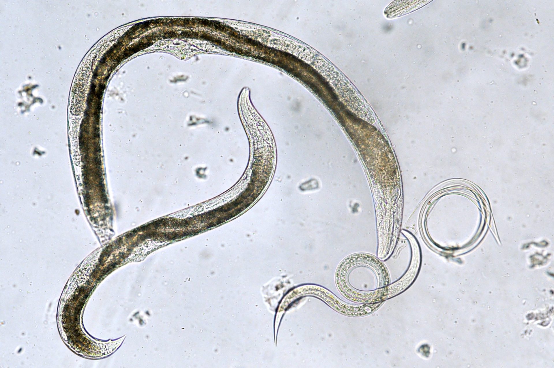 Como é que os parasitas ‘invadem’ o nosso organismo?