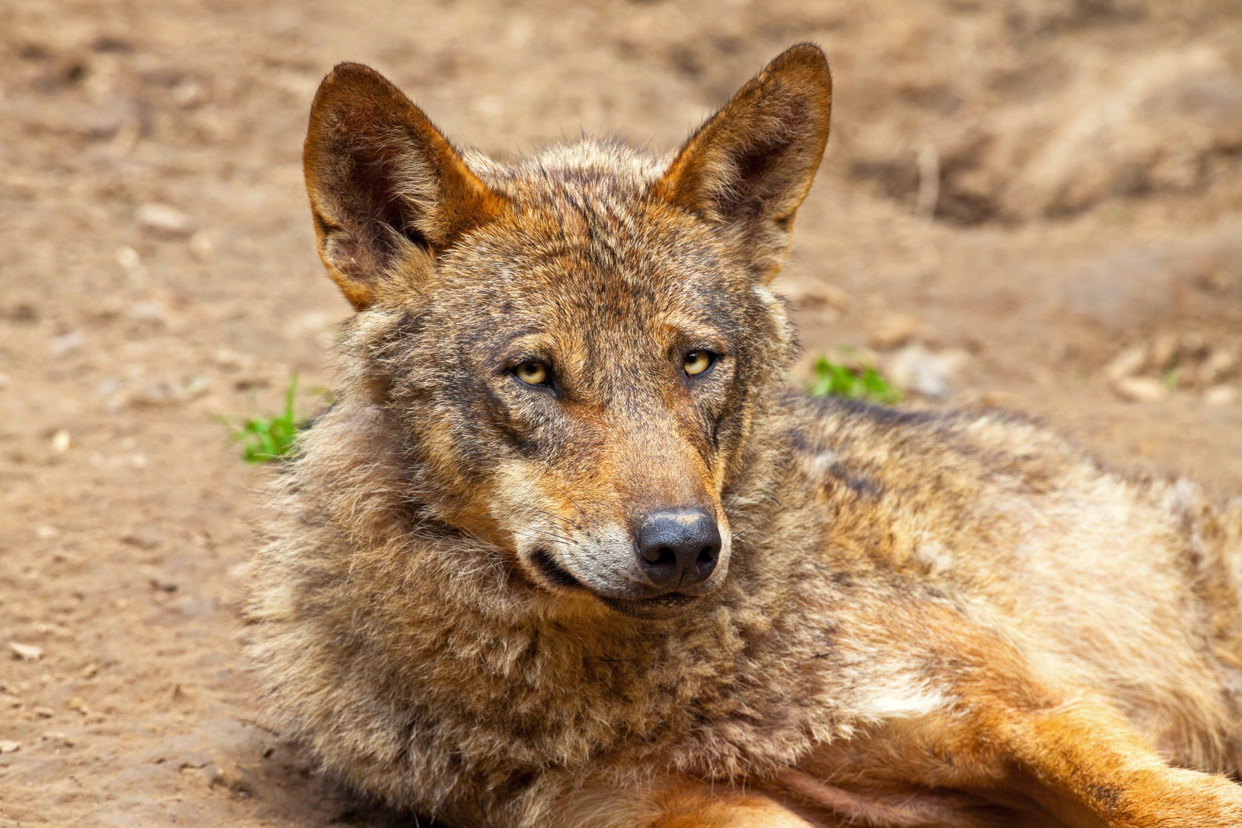 População de lobo ibérico está a aumentar em Portugal