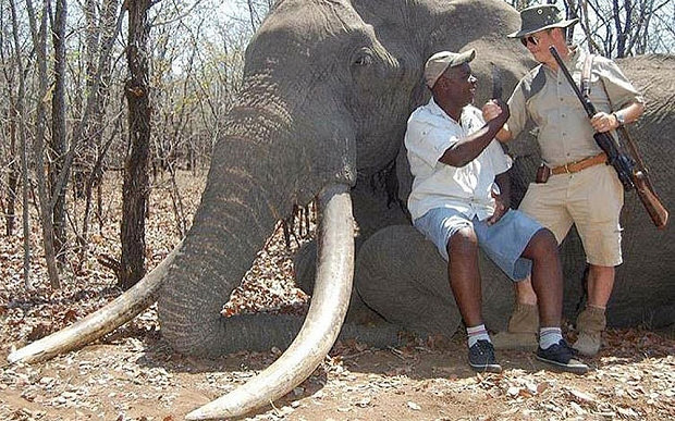 Elefante de tamanho invulgar morto por caçador no Zimbabué