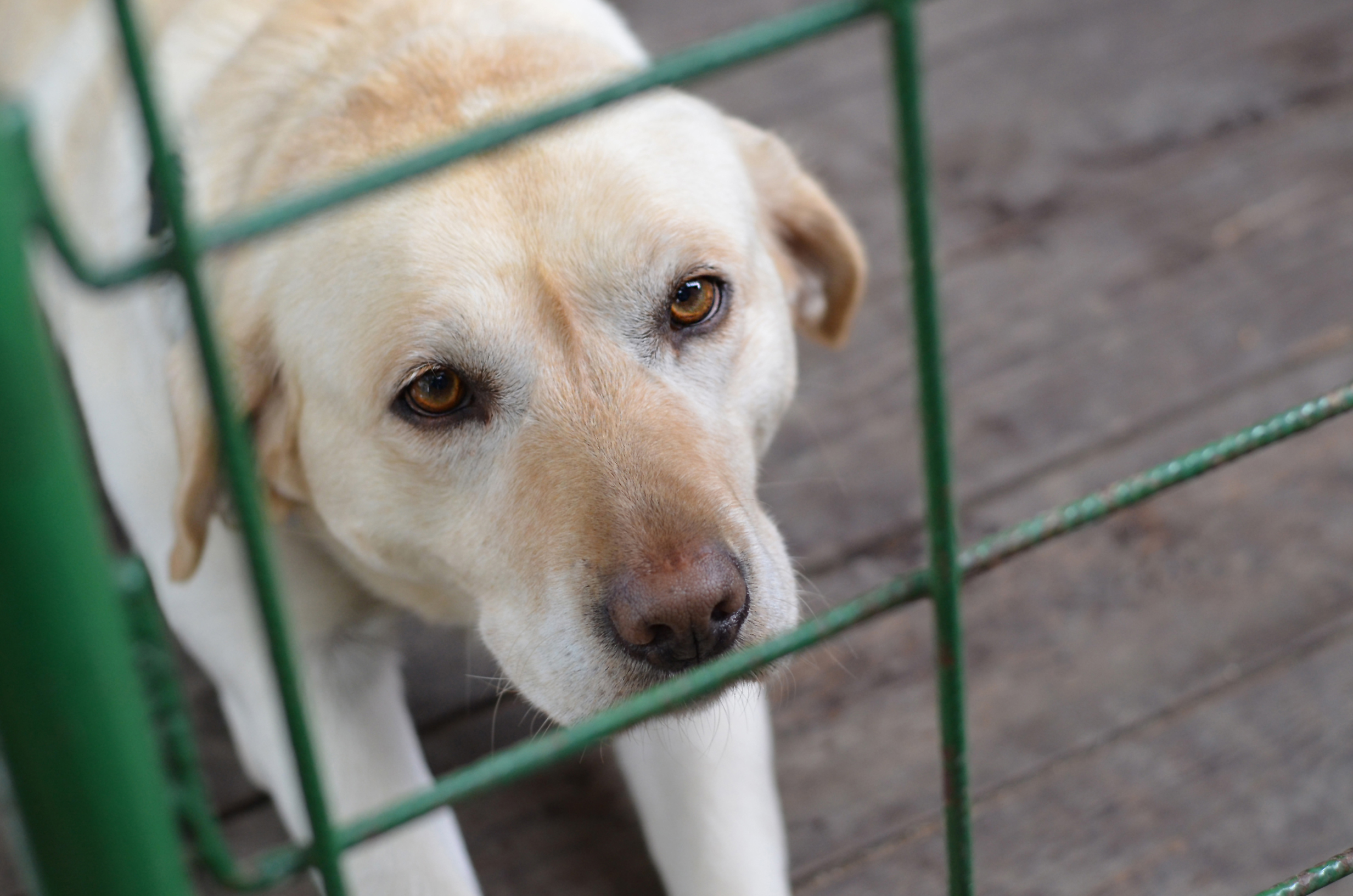 24 cães apreendidos em Palmela por suspeita de maus tratos