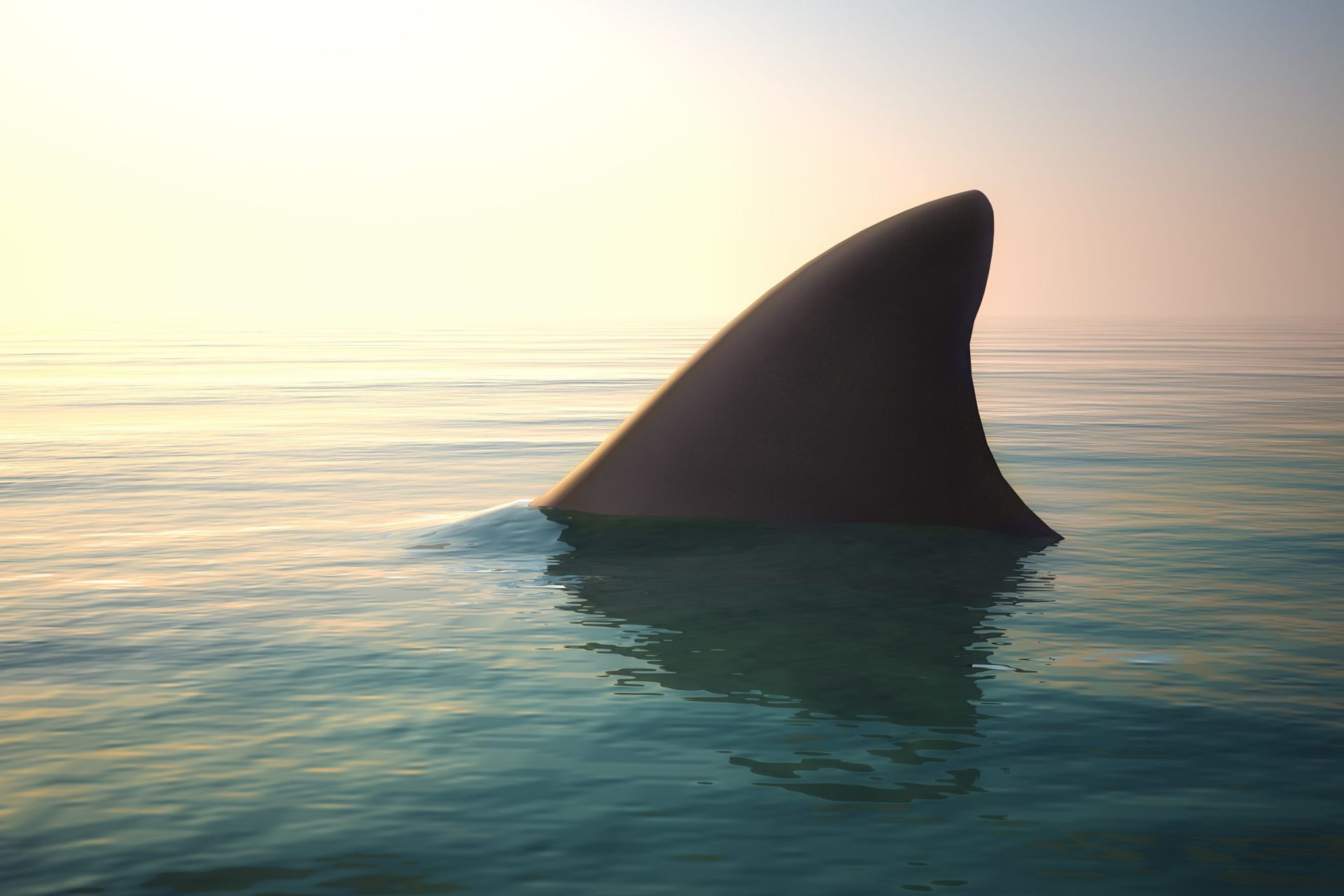 Drones vão vigiar praias australianas para detetar tubarões