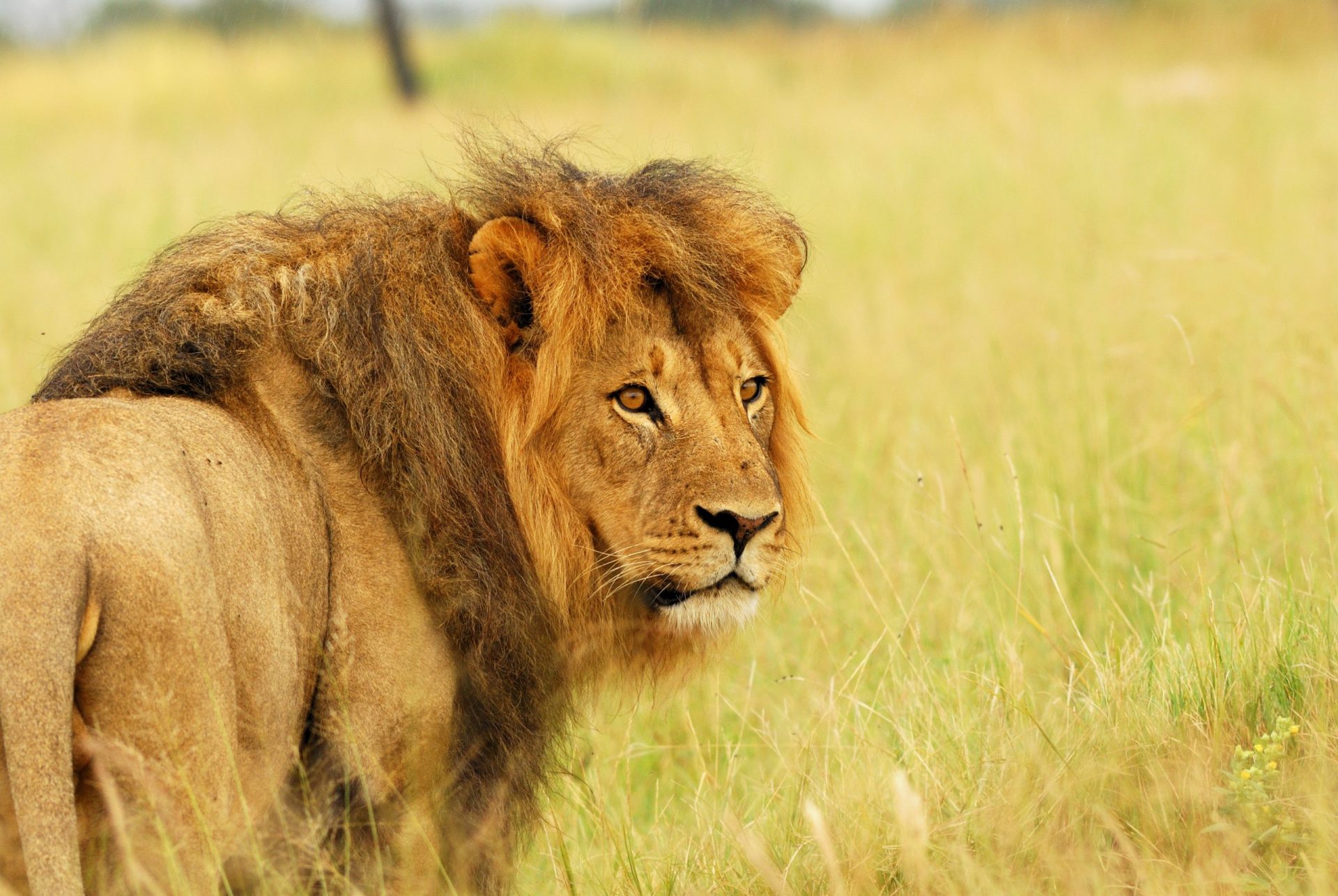 Metade dos leões de África pode desaparecer em 20 anos