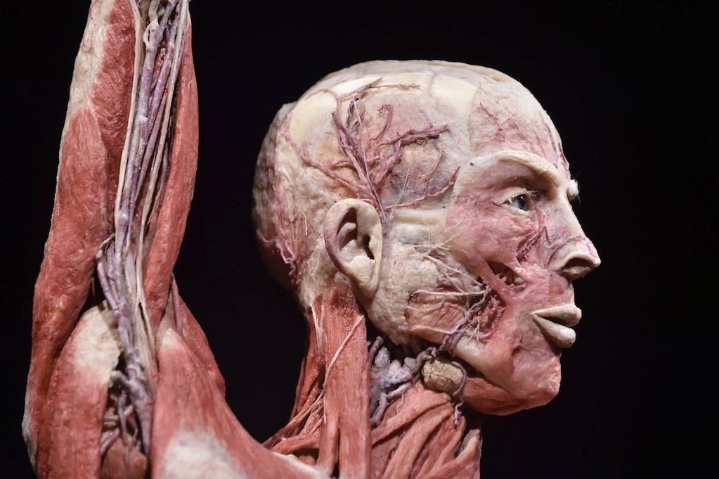 Lisboa acolhe exposição com órgãos e cadáveres reais
