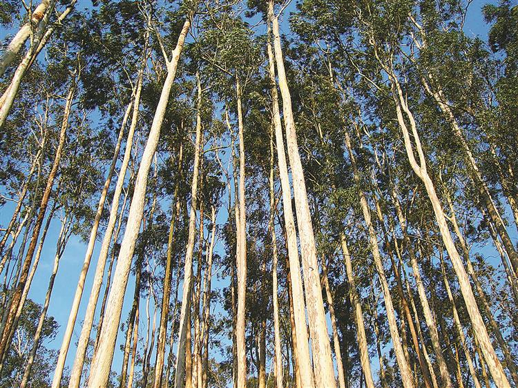 ICNF autoriza projetos para plantar eucaliptais por falta de resposta, acusa Quercus