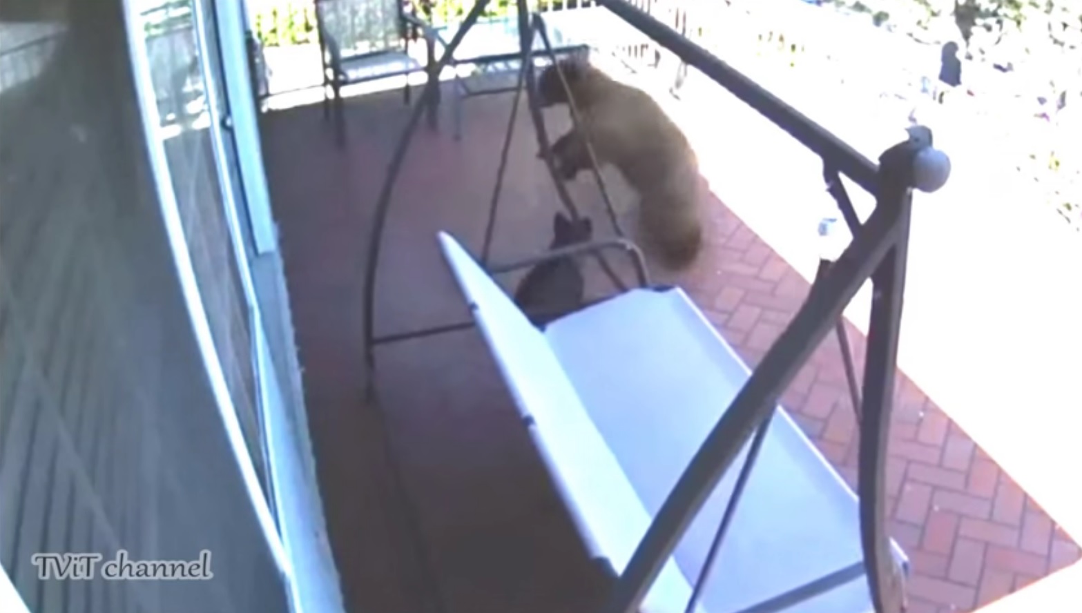 Três ursos tentaram entrar numa casa. Não contaram foi com este buldogue francês [vídeo]