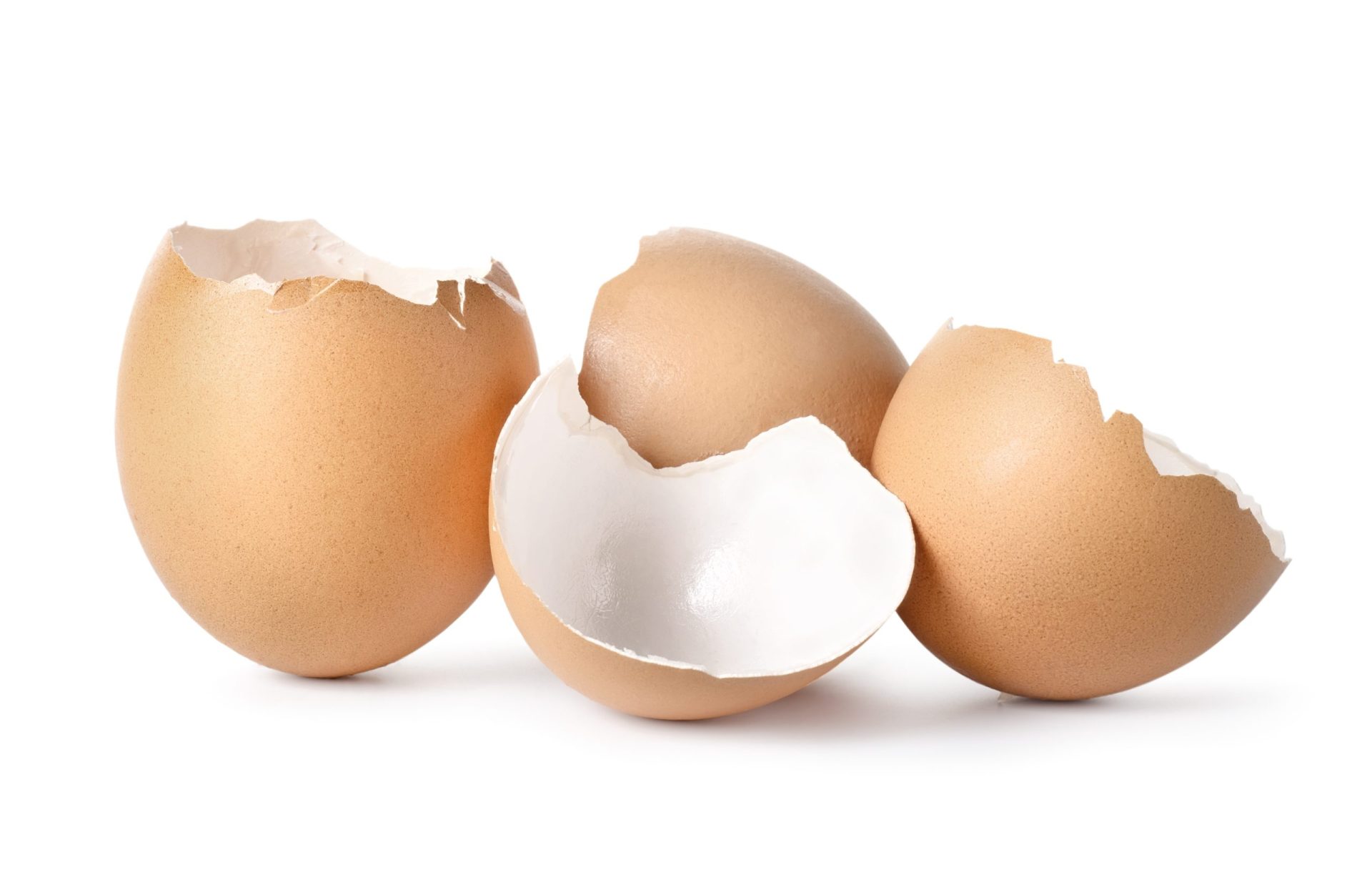 Investigação descobre utilização industrial para cascas de ovo