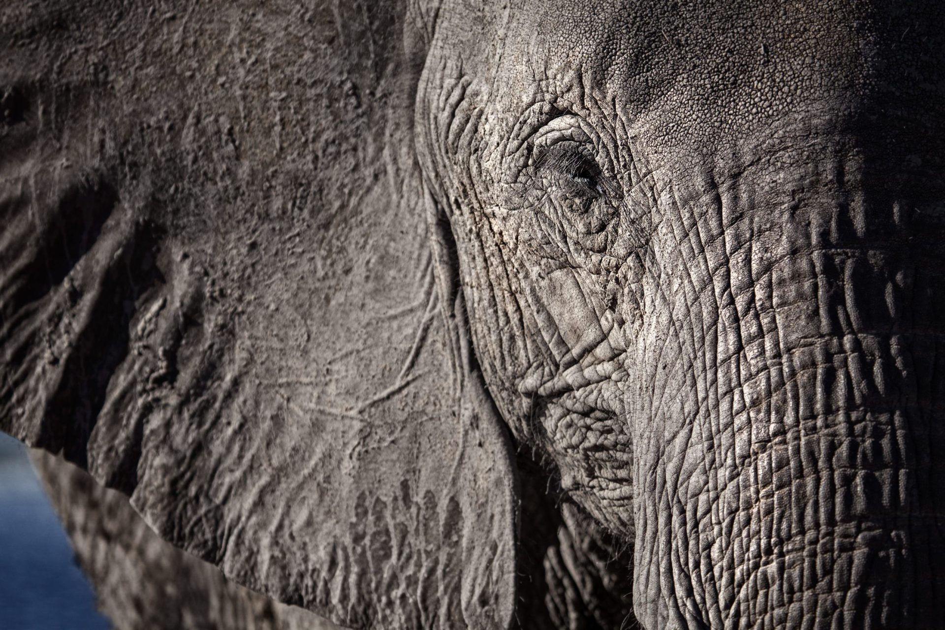 Catorze elefantes morreram envenenados no Zimbabué