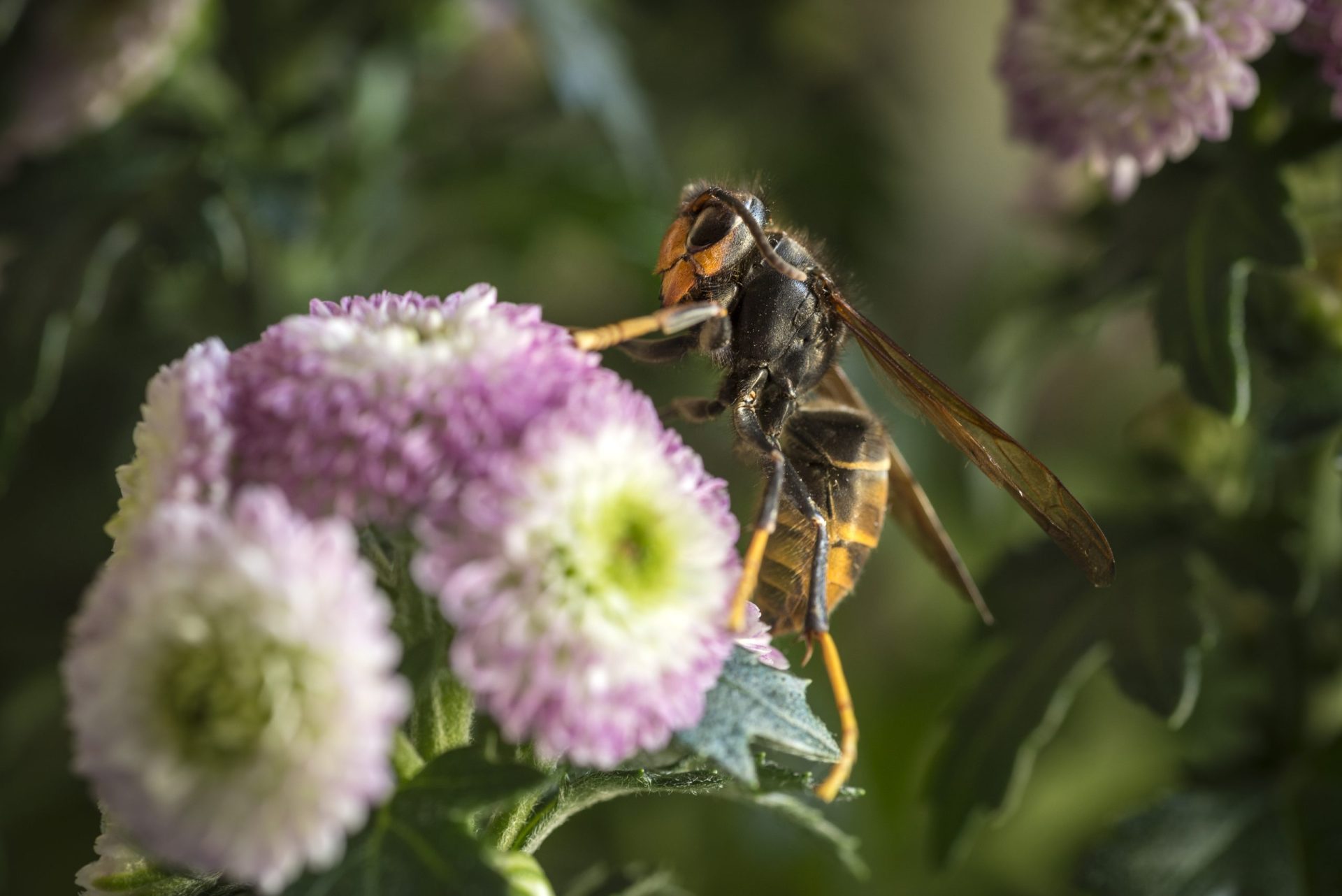 GNR salva homem picado por vespa asiática