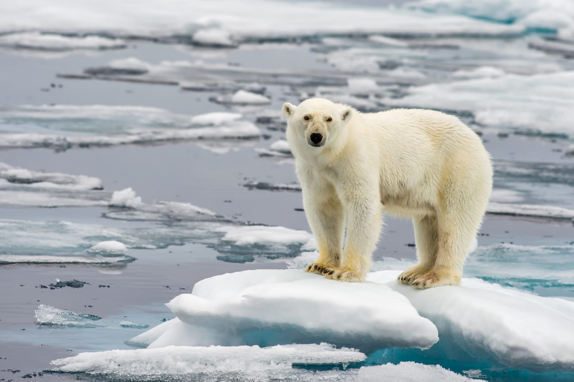 Gelo do Ártico está a derreter a uma velocidade nunca vista