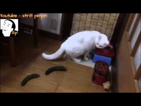 Porque é que os gatos têm medo de pepinos?