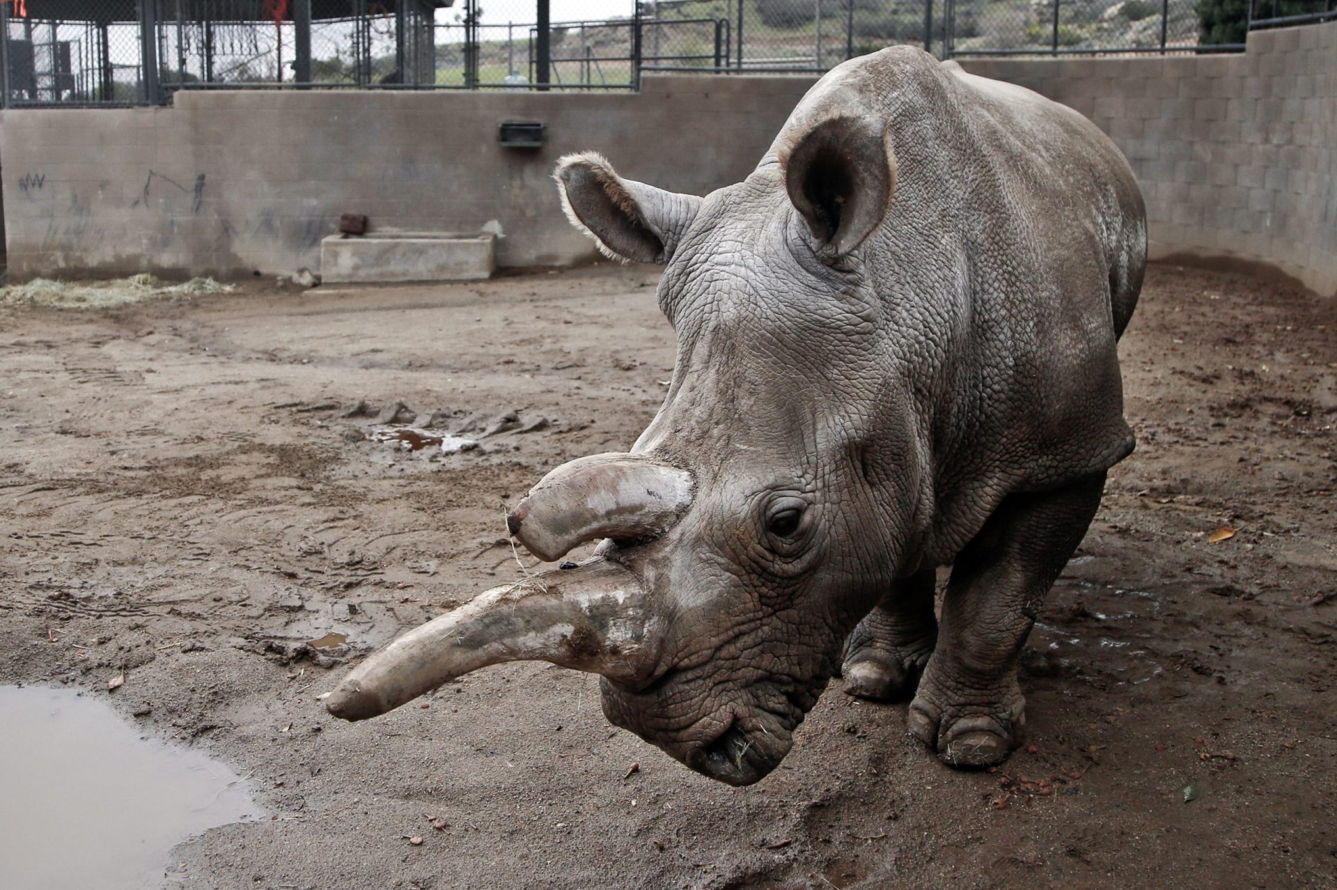Rinoceronte branco do norte morre num zoo dos EUA