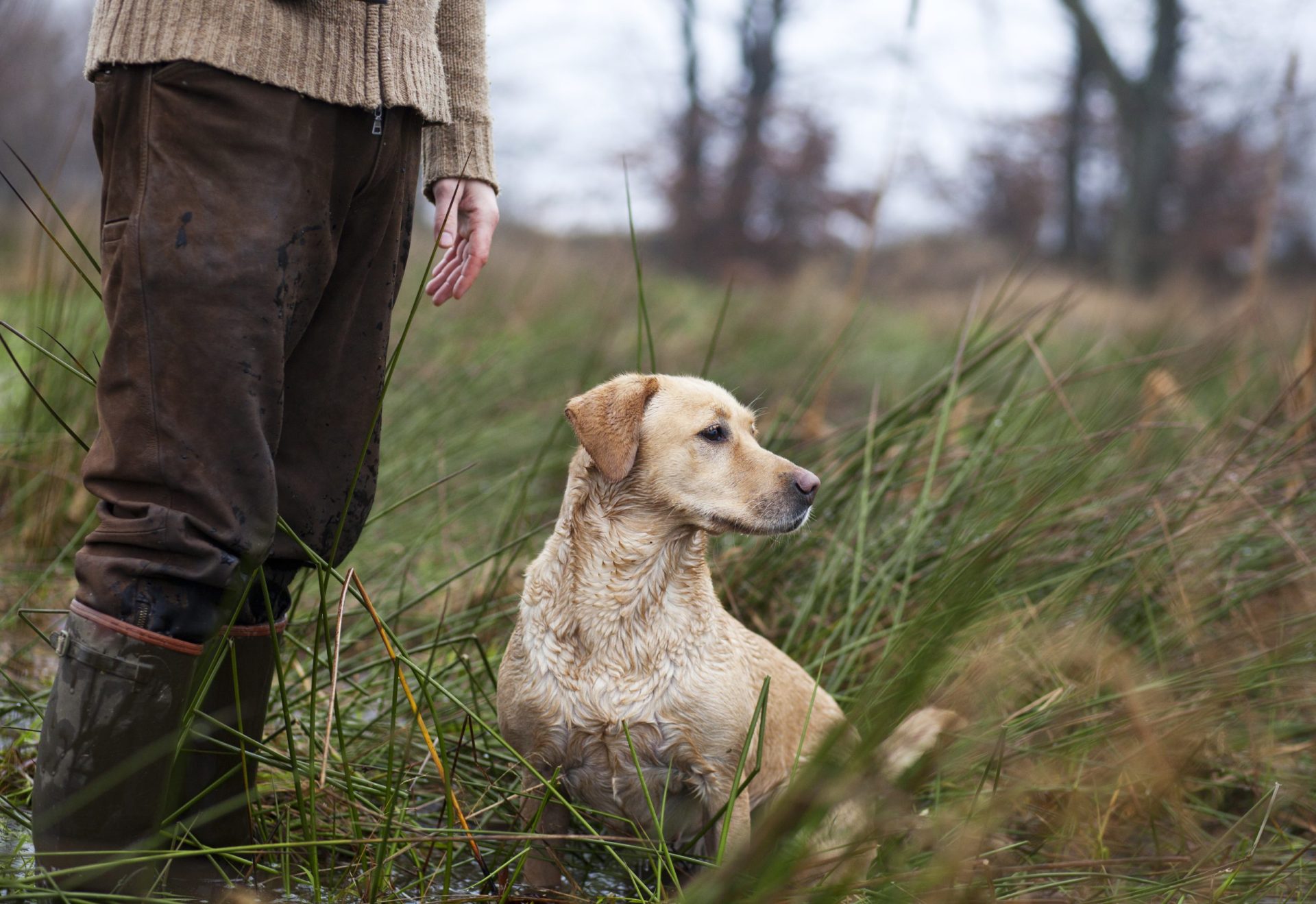Cão dispara sobre caçador no País Basco francês