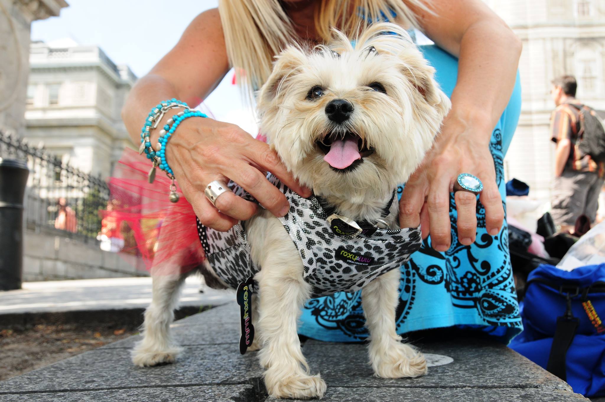 Desenhar roupa para cães, o negócio de sucesso de uma lusodescendente no Canadá