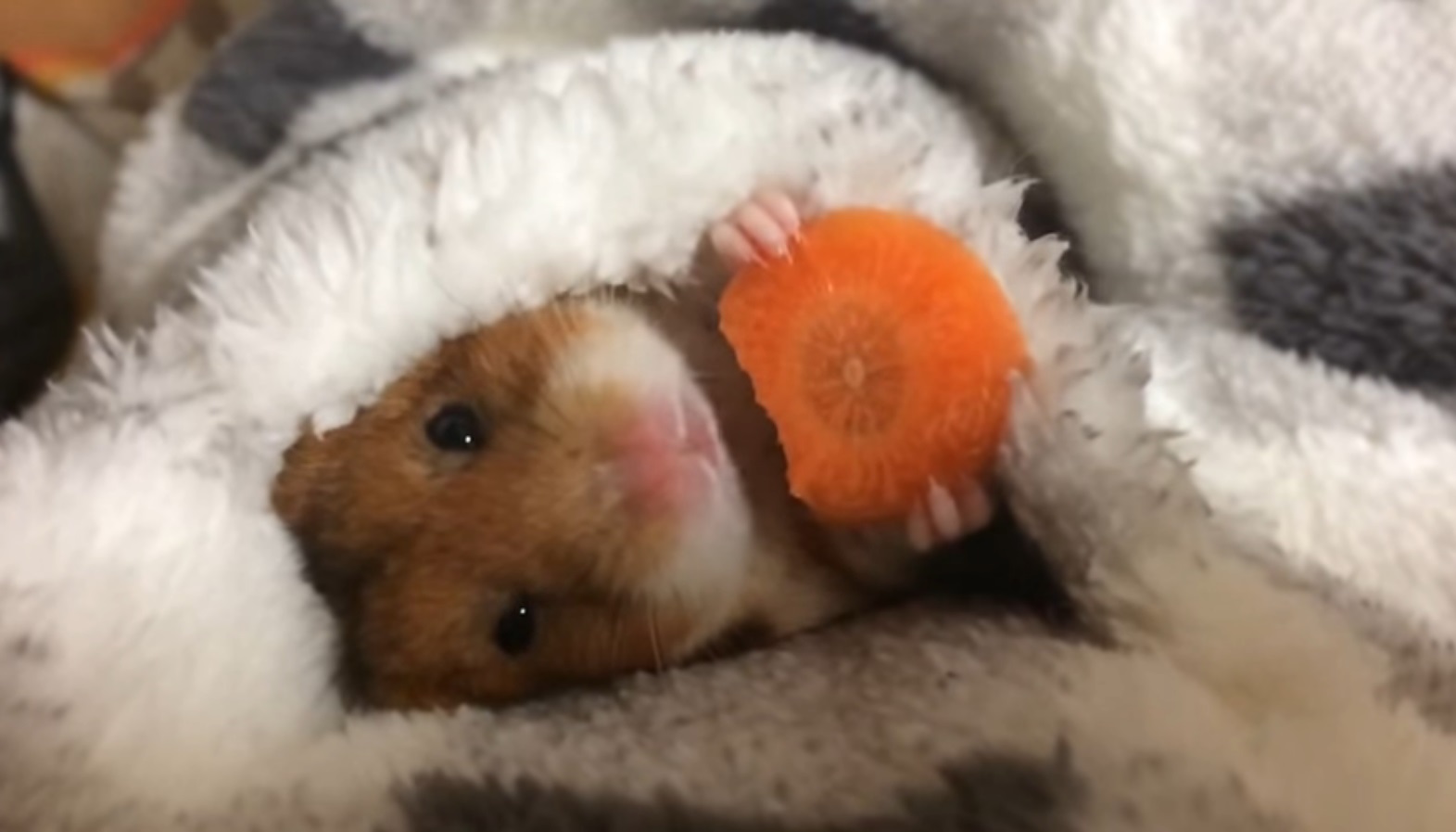O vídeo deste hamster está a ‘hipnotizar’ a internet [vídeo]