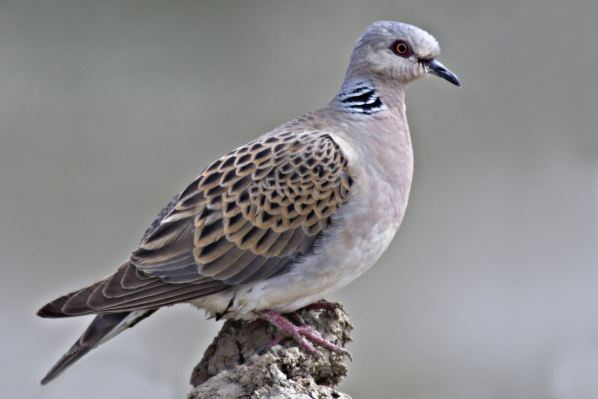 Há mais duas aves em risco de extinção em Portugal