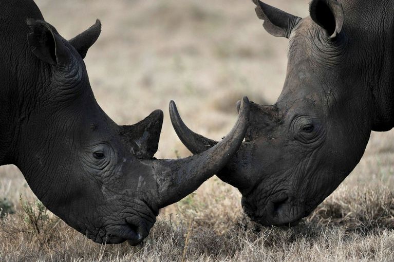Justiça da África do Sul declara legal venda de chifre de rinoceronte