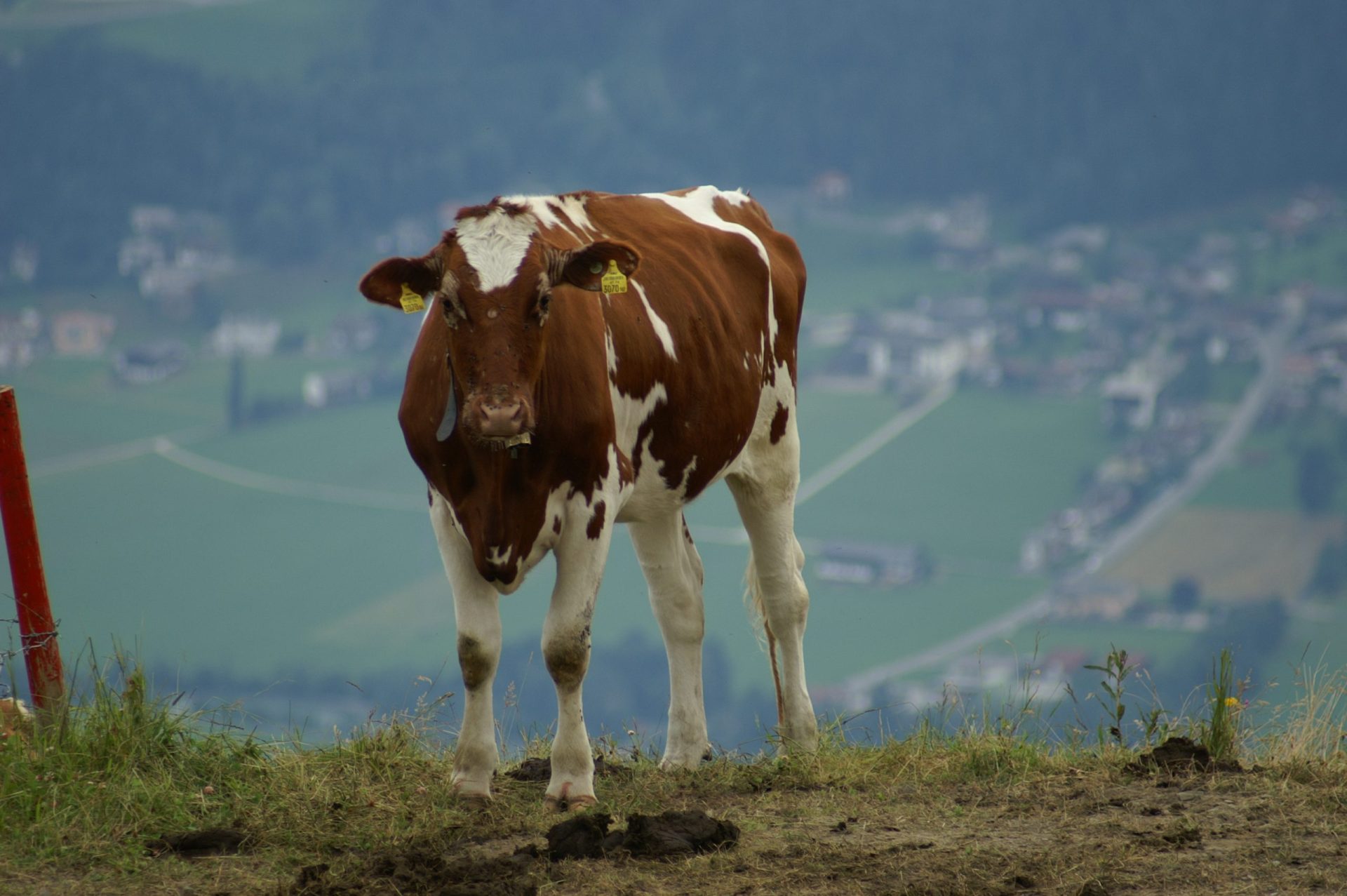 Já há vacas modificadas em laboratório para não terem cornos