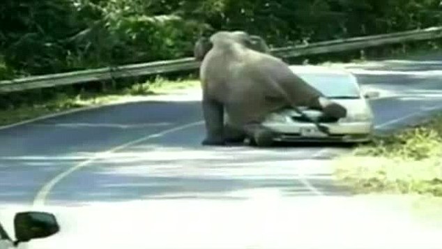 Elefante tenta acasalar com carro