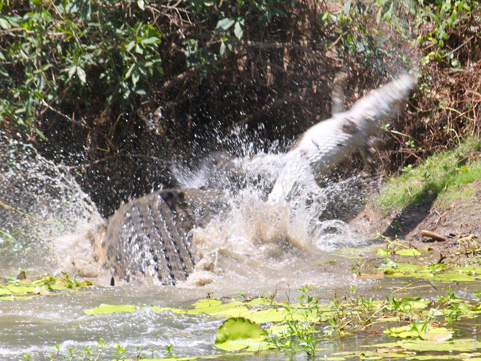 Fotógrafa capta momento impressionante de luta entre dois crocodilos