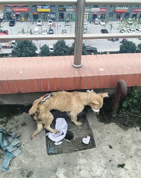 Cães usados em experiências científicas abandonados em terraço na China