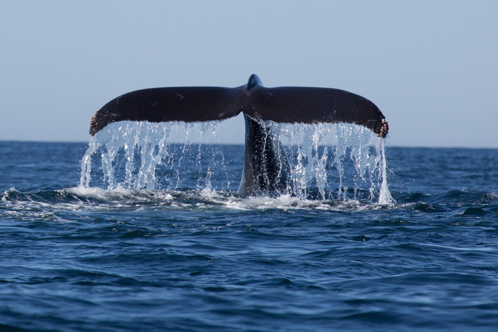 Baleia rara deu à costa em Portugal