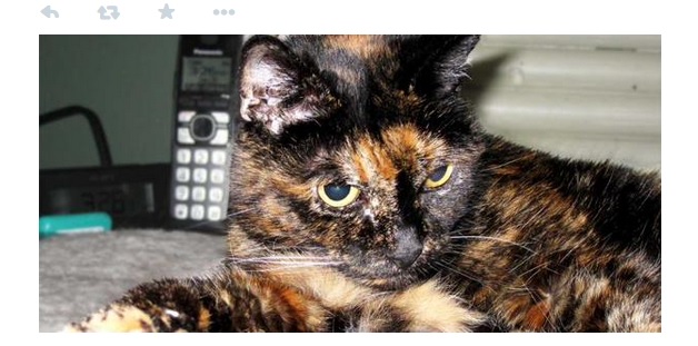 Tiffany Two é o gato mais velho do mundo
