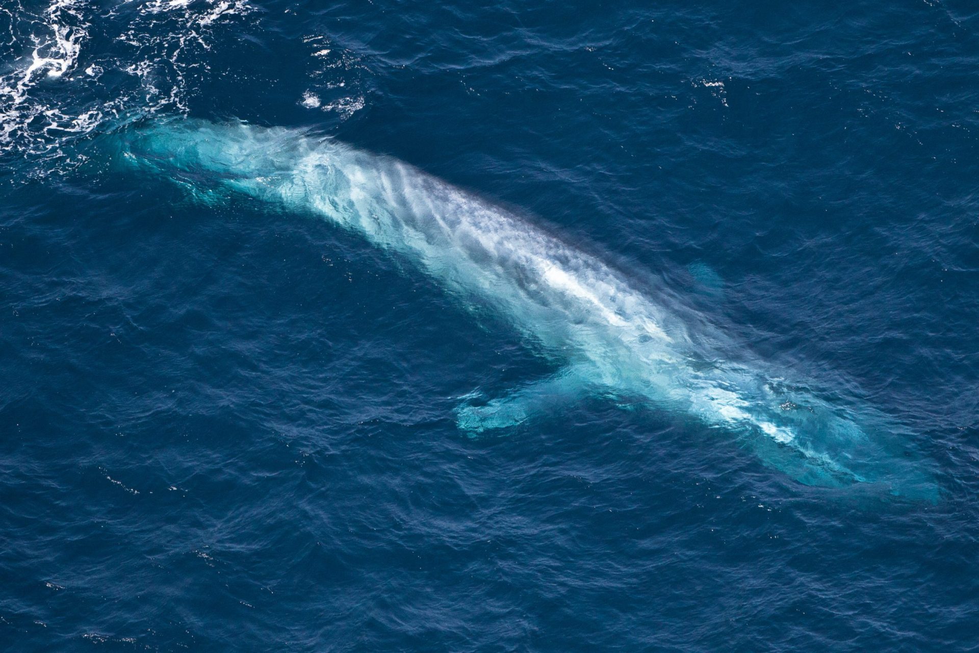 Em busca da baleia desaparecida