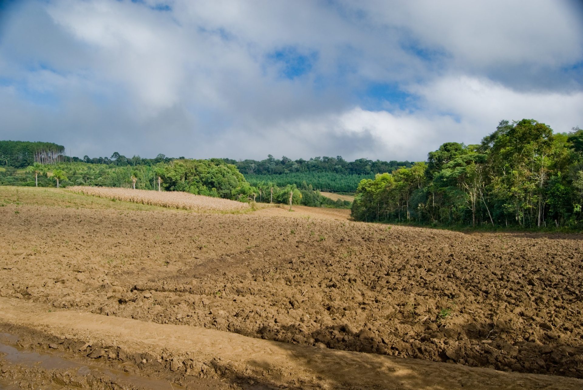 Seca no Brasil ameaça oferta de alimentos