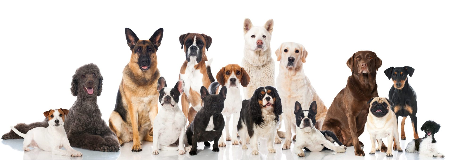 Qual a raça de cão que mais se adequa ao seu estilo de vida?