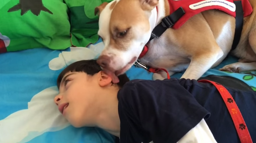 Menino com paralisia cerebral luta para levar cão para a escola