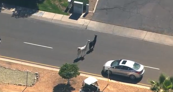 Lamas fogem e ‘passeiam’ pelo Arizona