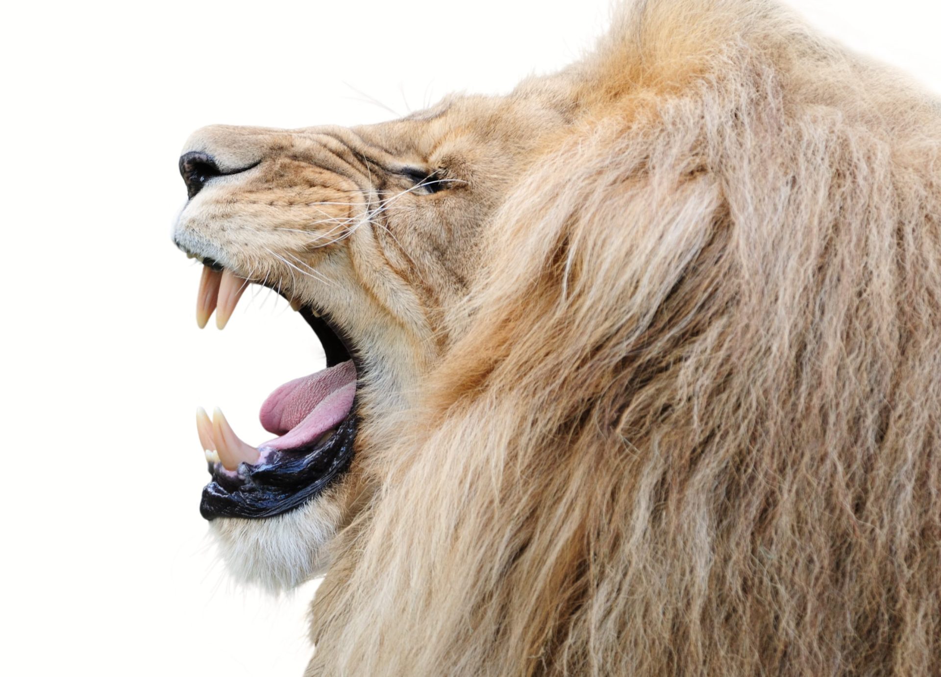 Leão ataca domadora durante actuação de circo