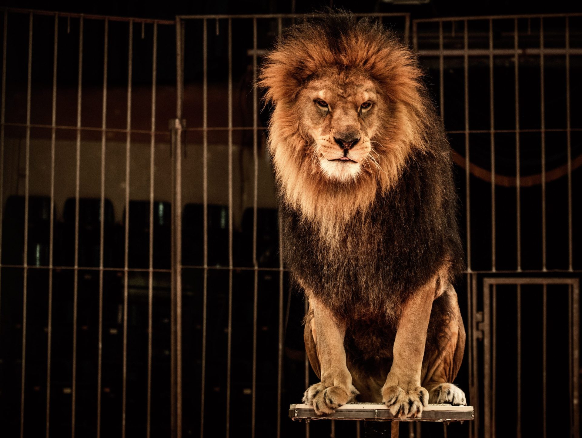 Filme com animais de circo gera polémica