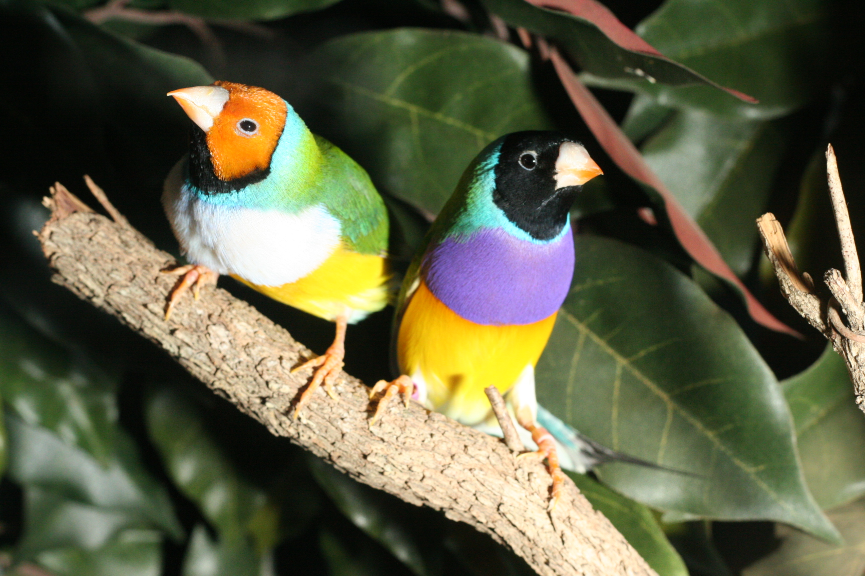 Português criador de aves exóticas é o mais medalhado do mundo