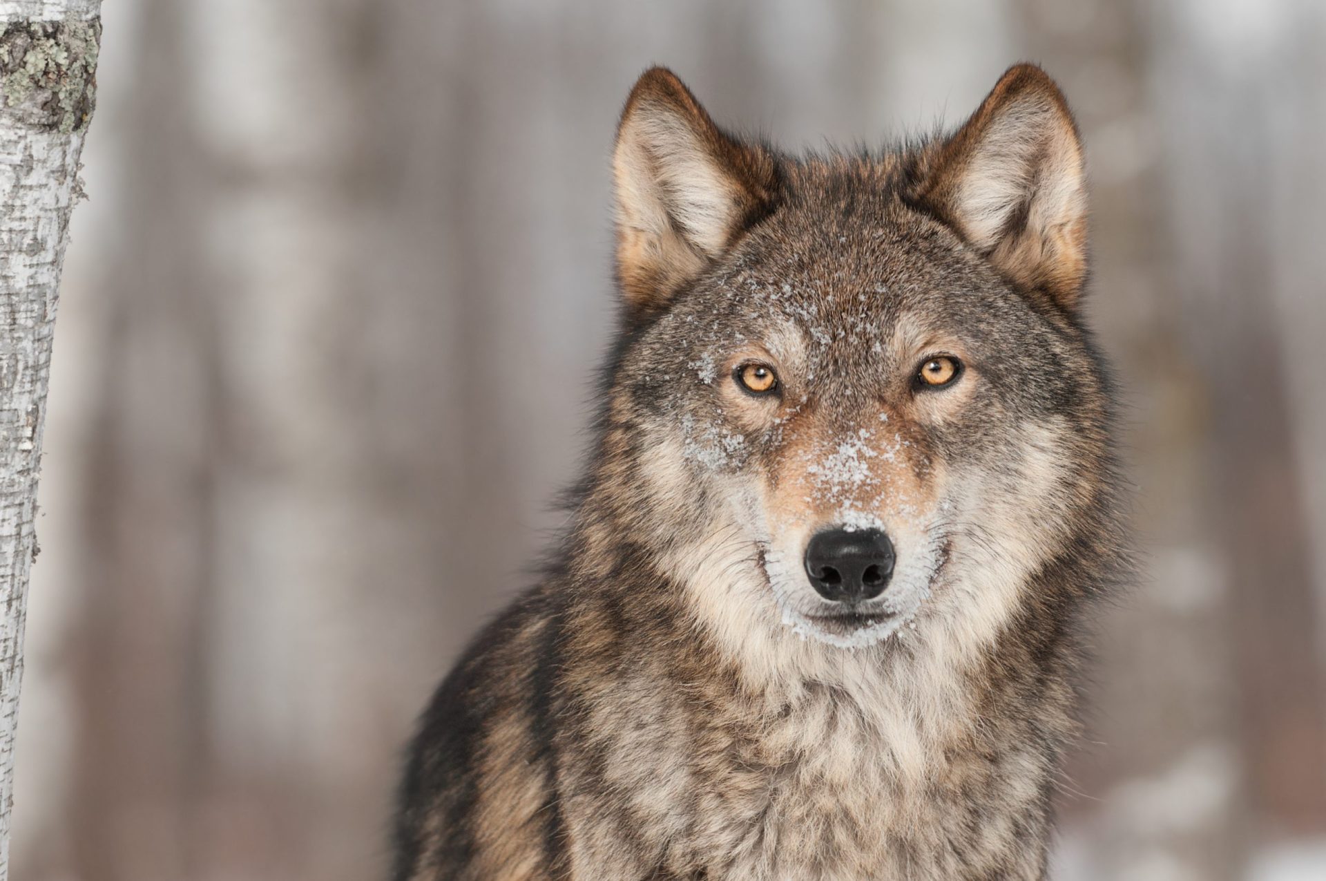 Viana do Castelo. GNR regista mais lobos mortos em este ano do que em todo o 2014