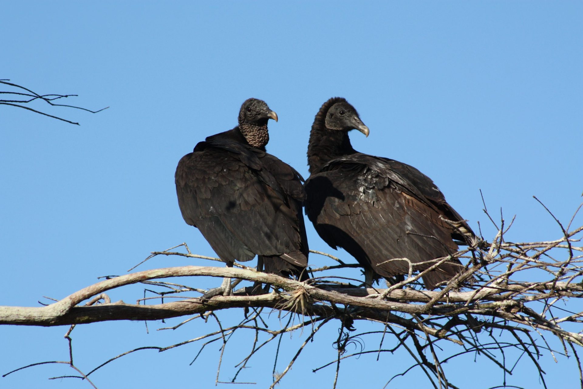 Quercus denuncia morte de abutre preto por envenenamento
