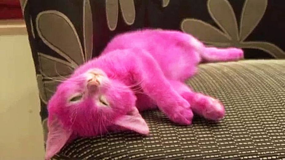 Gato morre após ser pintado de cor-de-rosa