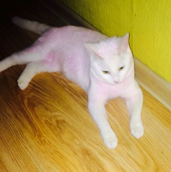 Afinal o gato cor-de-rosa não morreu