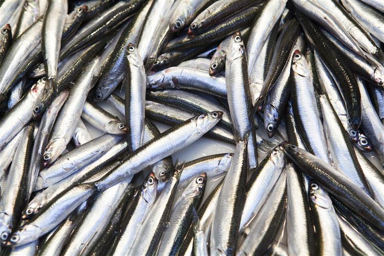 Pescaria da sardinha continua sem selo de sustentabilidade