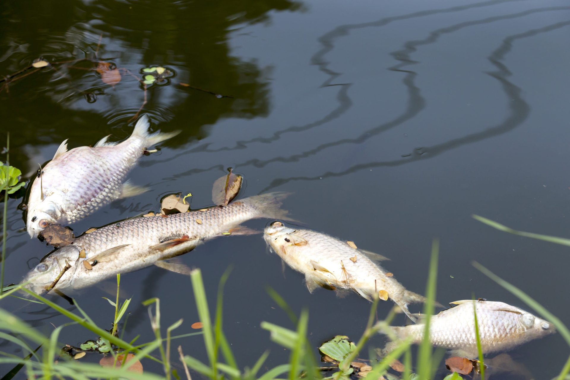 Milhares de peixes mortos provocam mau cheiro em lagoa dos Jogos Olímpicos 2016