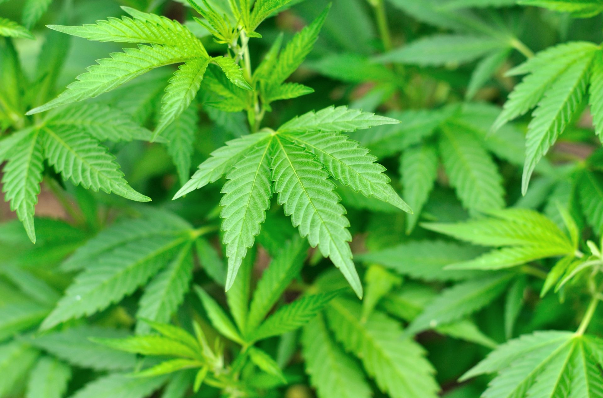 EUA: Estado da Geórgia legaliza marijuana para uso médico