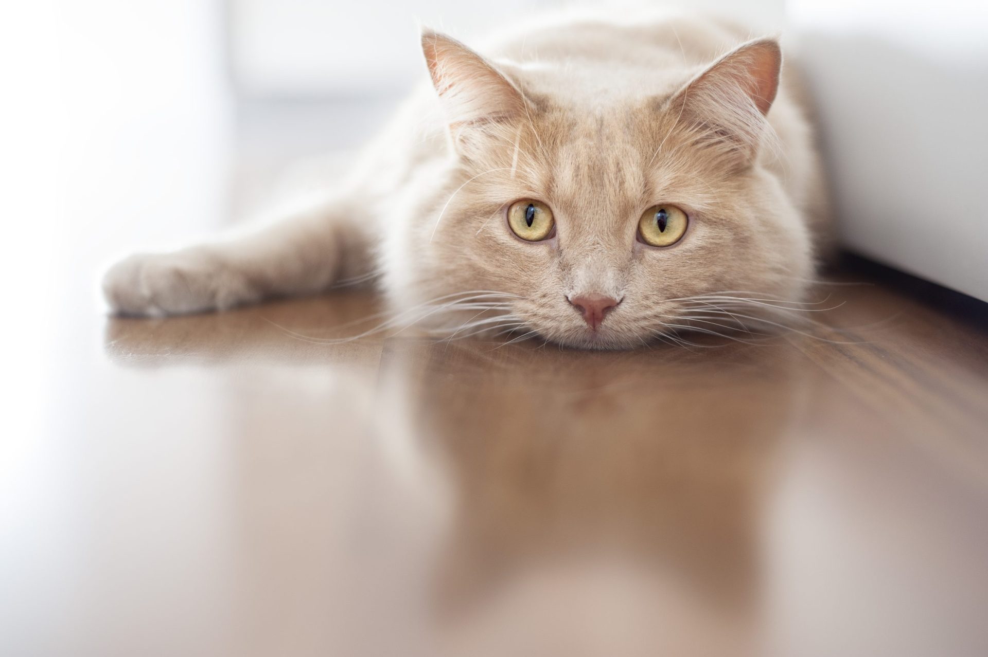 Veterinária mata gato e exibe ‘prémio’ no Facebook