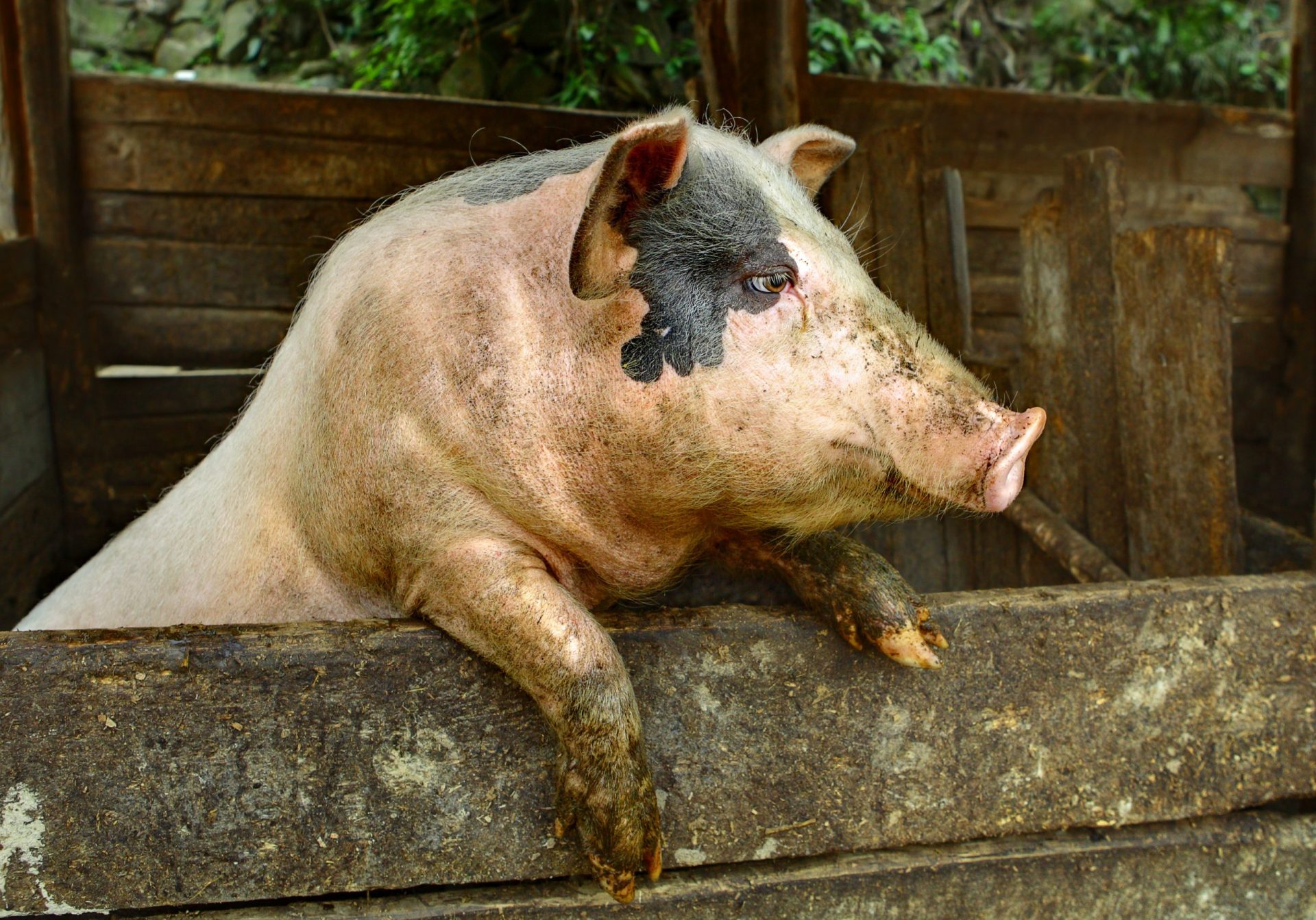 Porcos continuam a morrer na ilha cabo-verdiana da Boavista